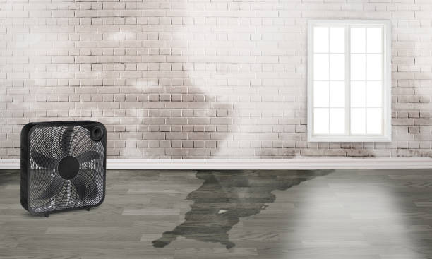 Best Water damage restoration services  in Edison, GA